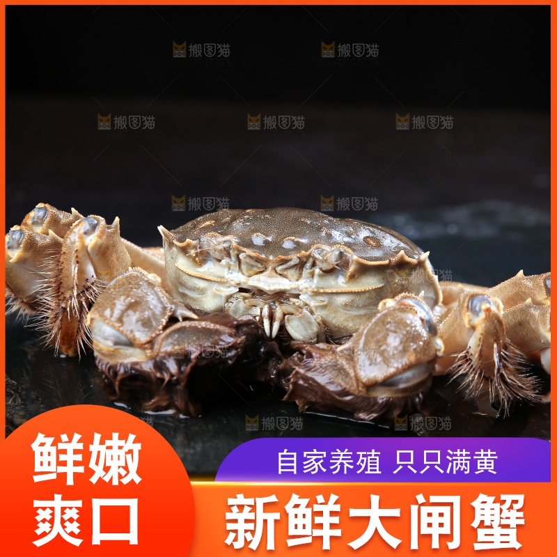 深底上的新鲜大闸蟹
