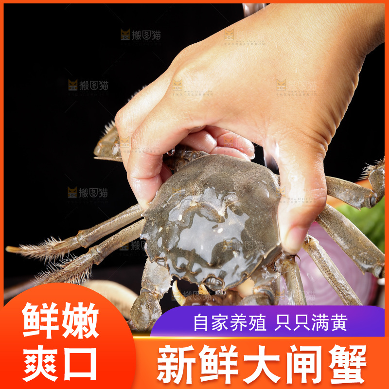 深底上的阳澄湖大闸蟹