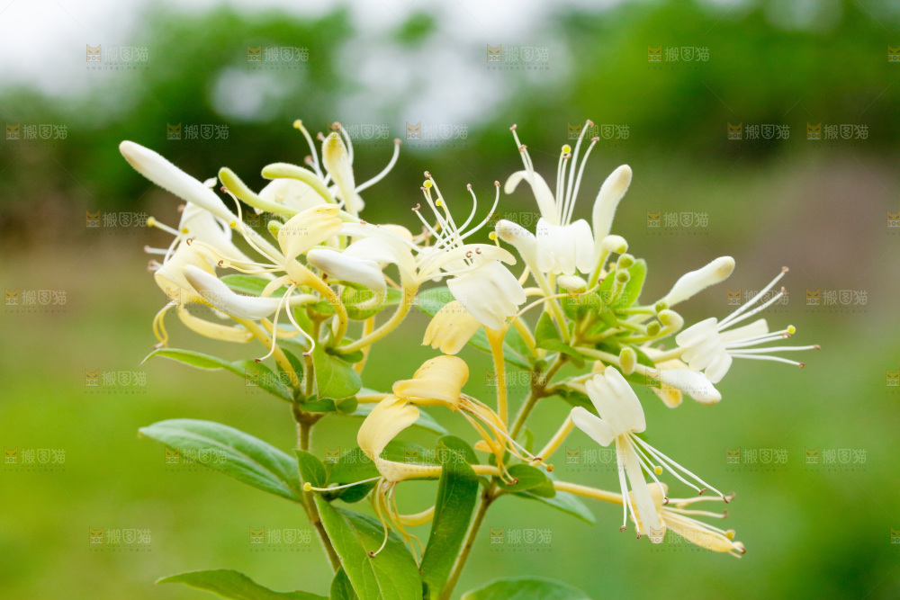 枝上的金银花