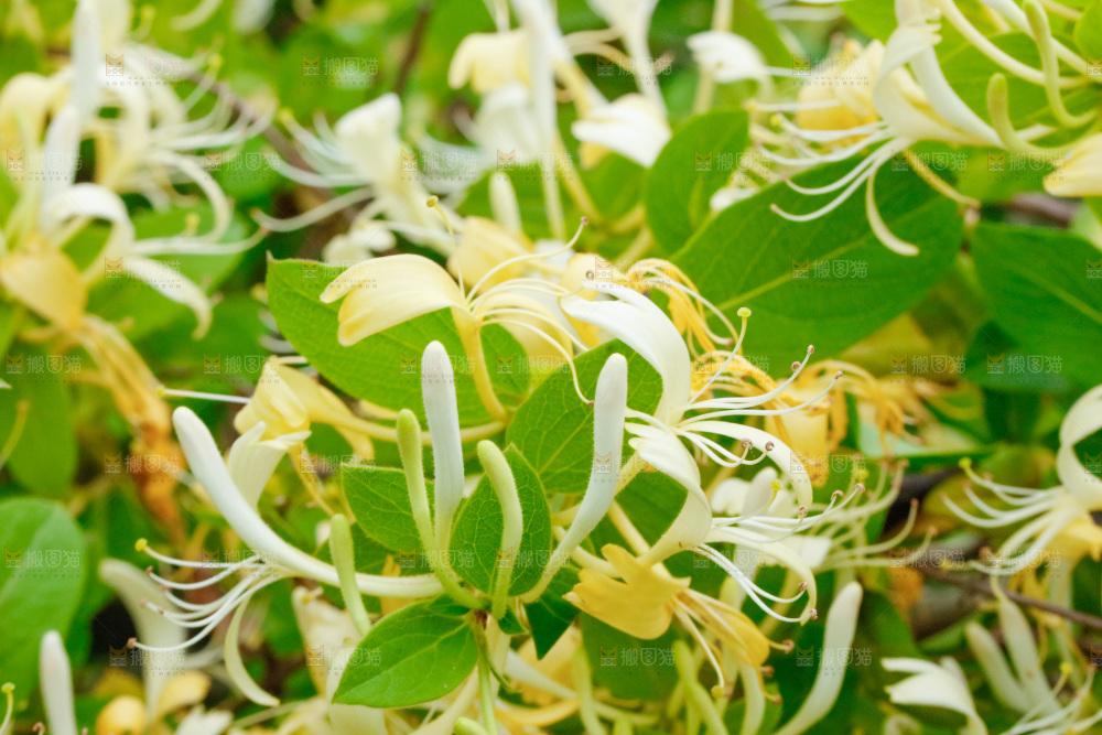 枝上的金银花