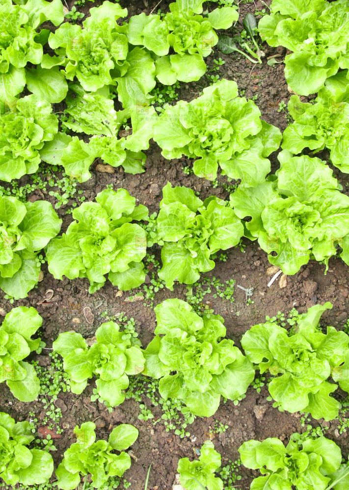 地里的新鲜生菜
