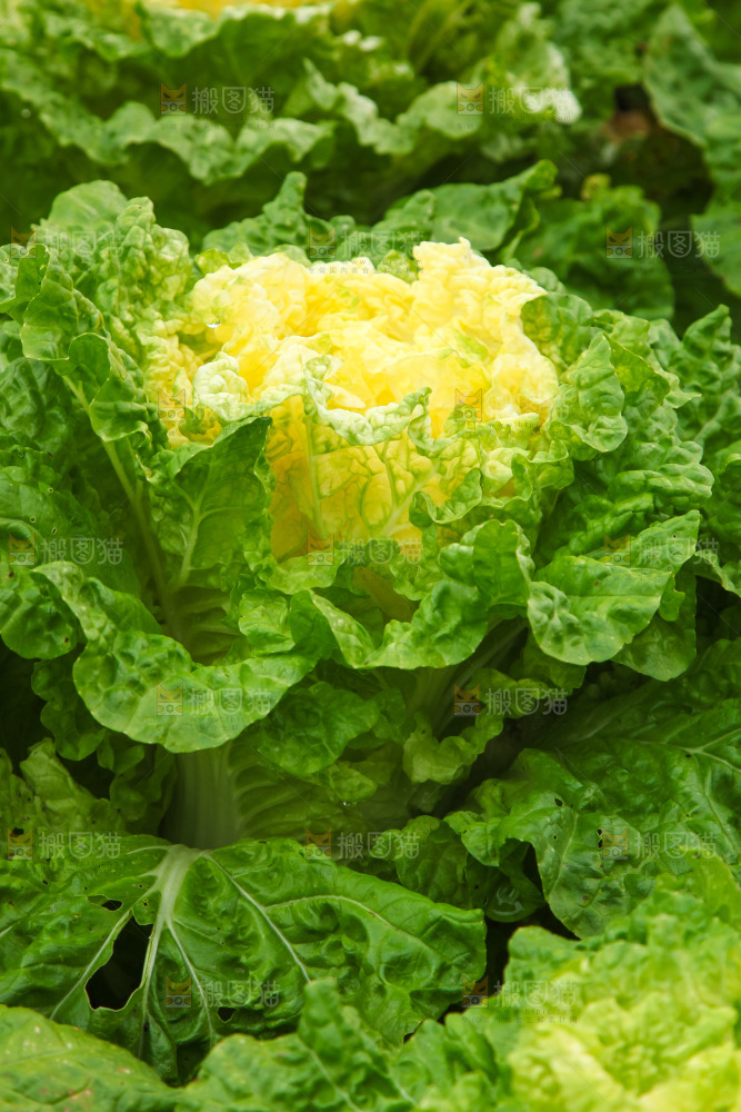 地里的大片白菜