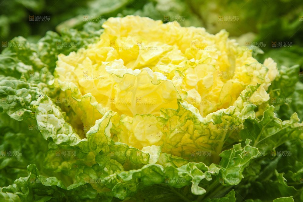 地里的大片白菜