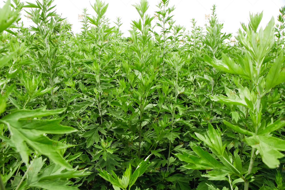 地里的新鲜艾草