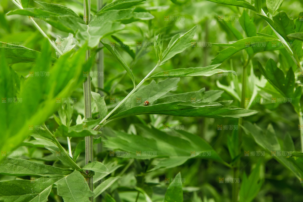 地里的新鲜艾草
