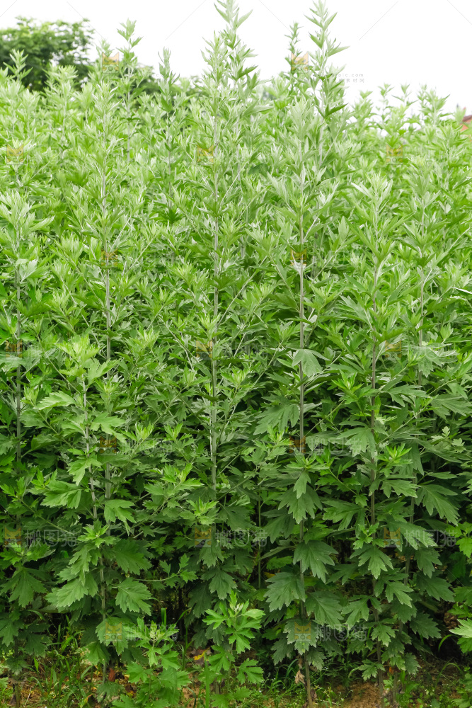 地里的新鲜艾草