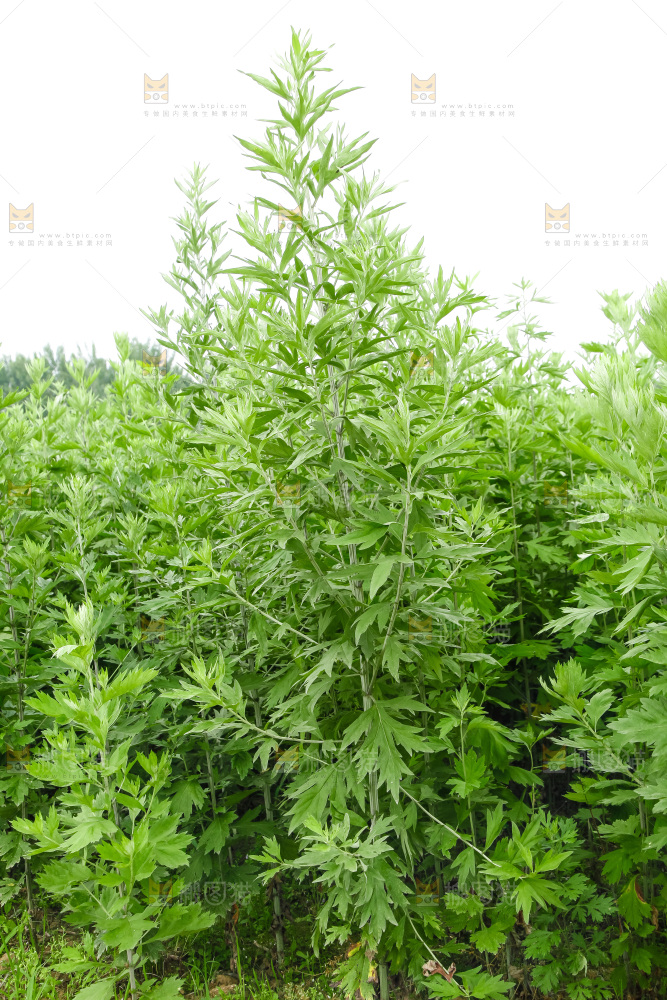 地里的新鲜艾草
