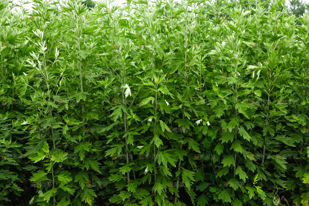 地里的新鲜艾草