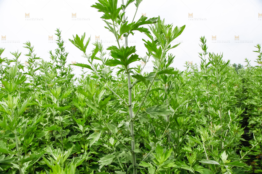 地里的新鲜艾草