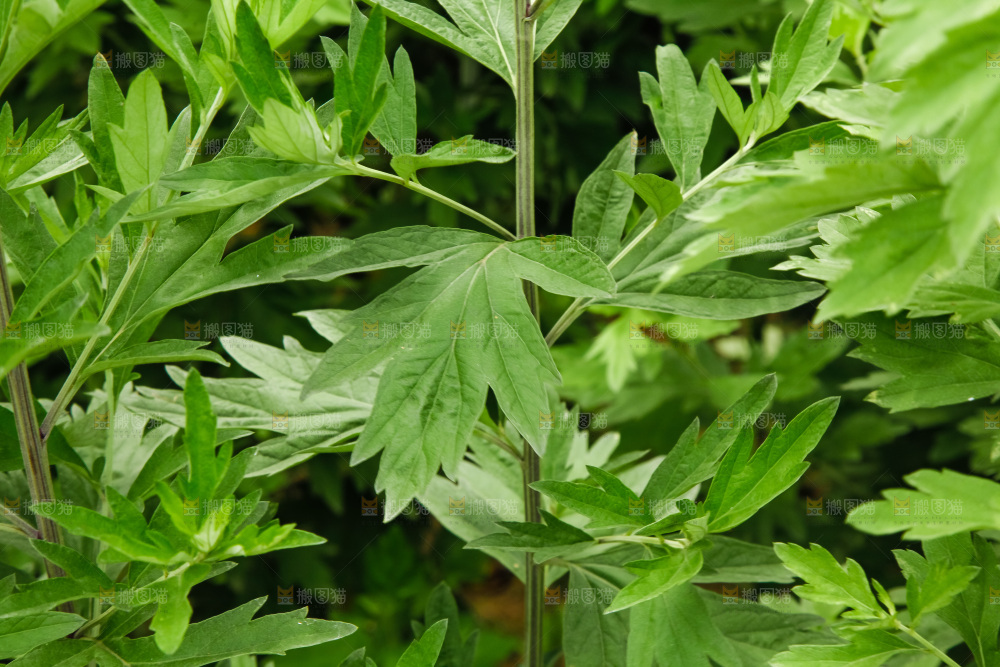 地里的新鲜艾草