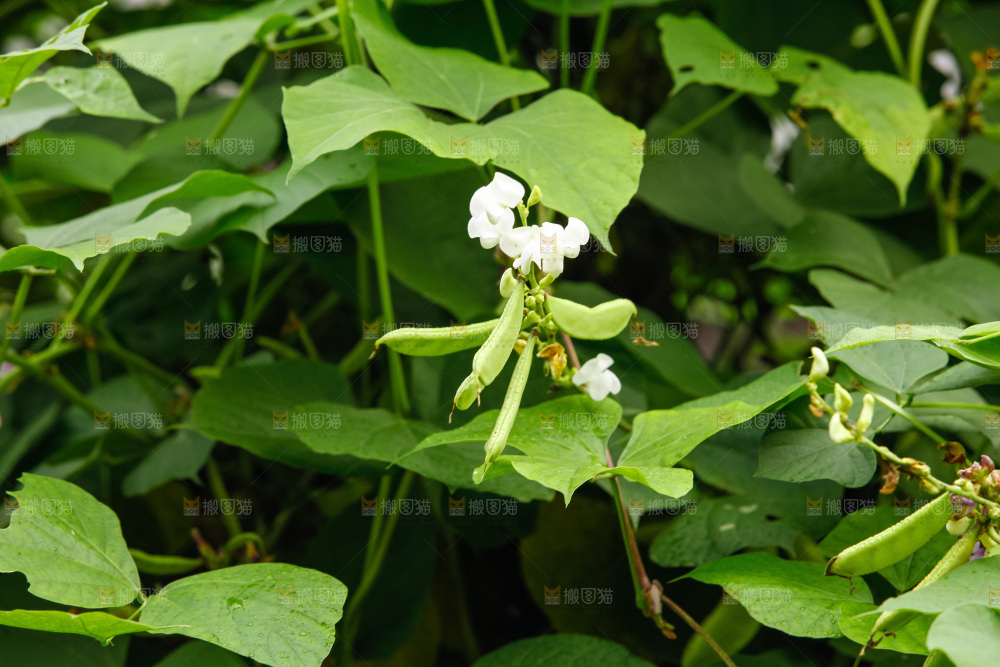 大片新鲜扁豆