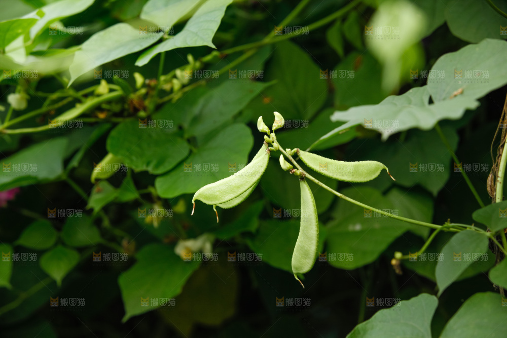 大片新鲜扁豆