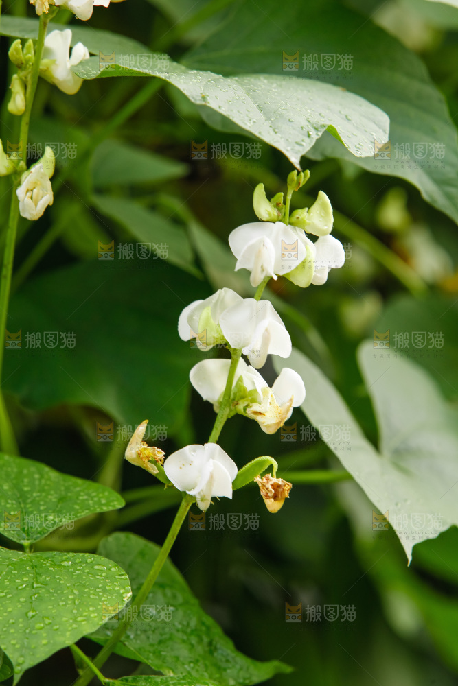 大片新鲜扁豆