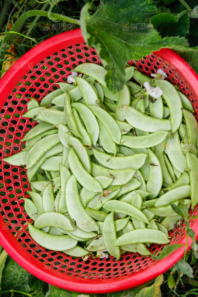 大片新鲜扁豆
