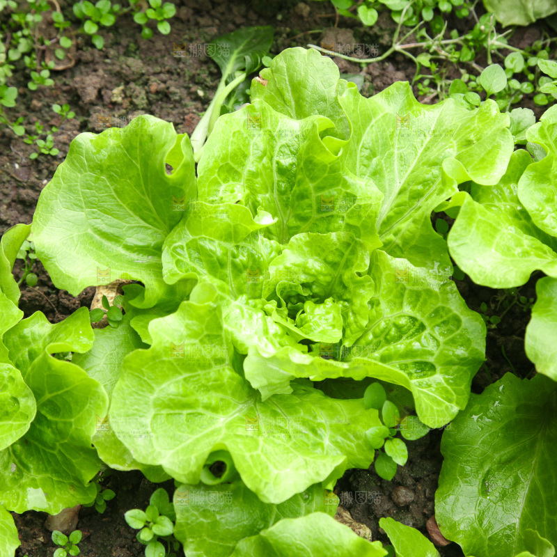 地里的新鲜生菜