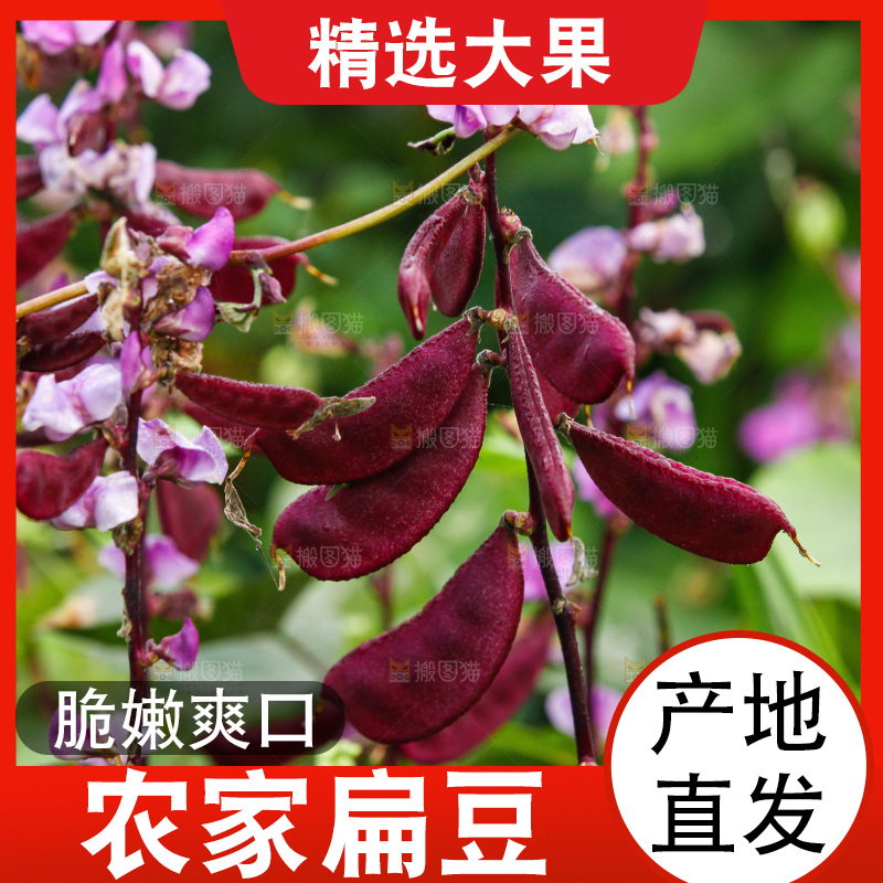 地上的新鲜紫扁豆