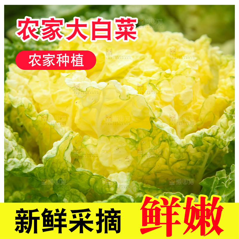 地里的大片白菜