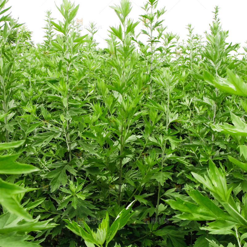 地里的新鲜艾草