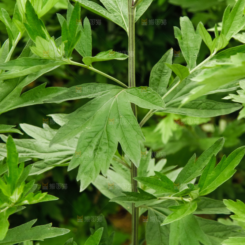 地里的新鲜艾草