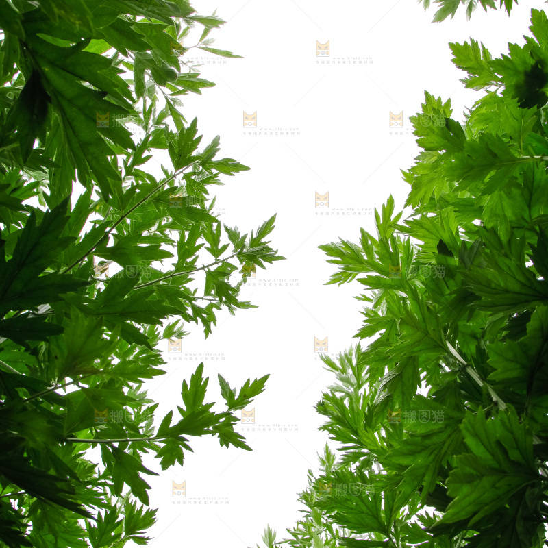 地里的新鲜艾草
