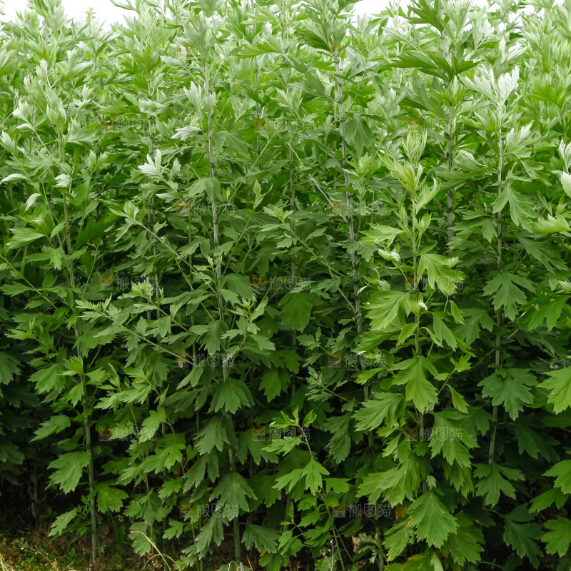 地里的新鲜艾草