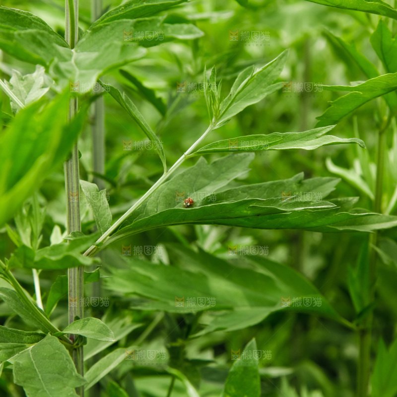 地里的新鲜艾草