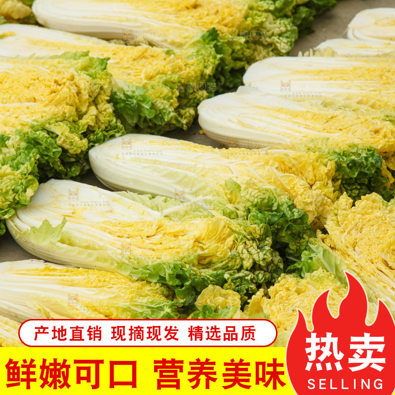 地上晾晒的大白菜