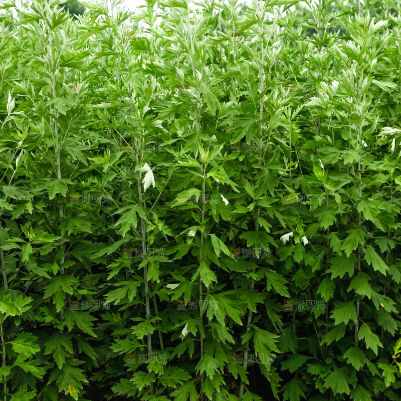 地里的新鲜艾草