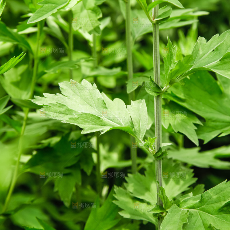 地里的新鲜艾草