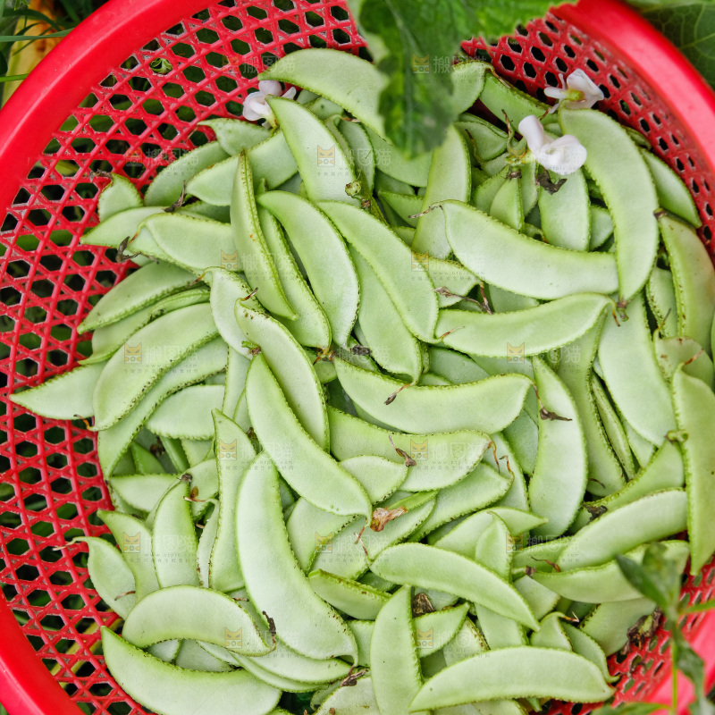 大片新鲜扁豆