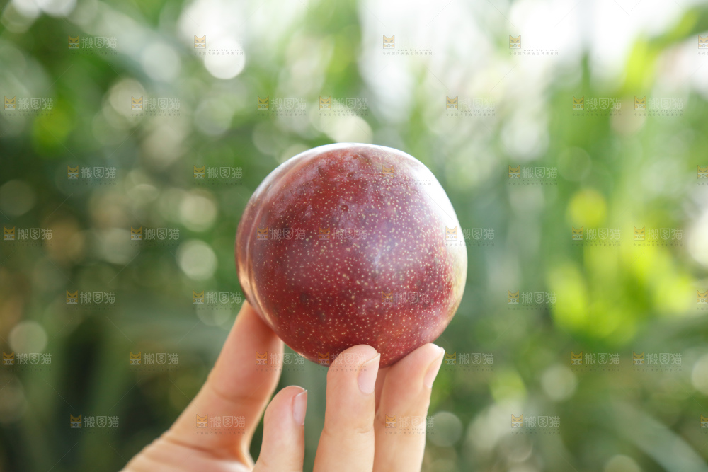 手里拿着恐龙蛋李