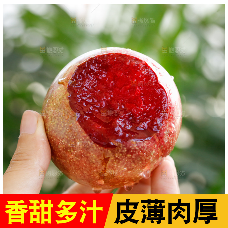 手里拿着恐龙蛋李