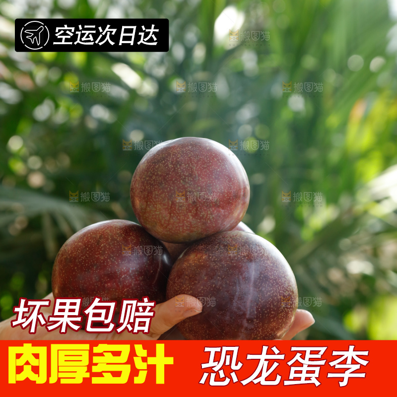 手里拿着恐龙蛋李