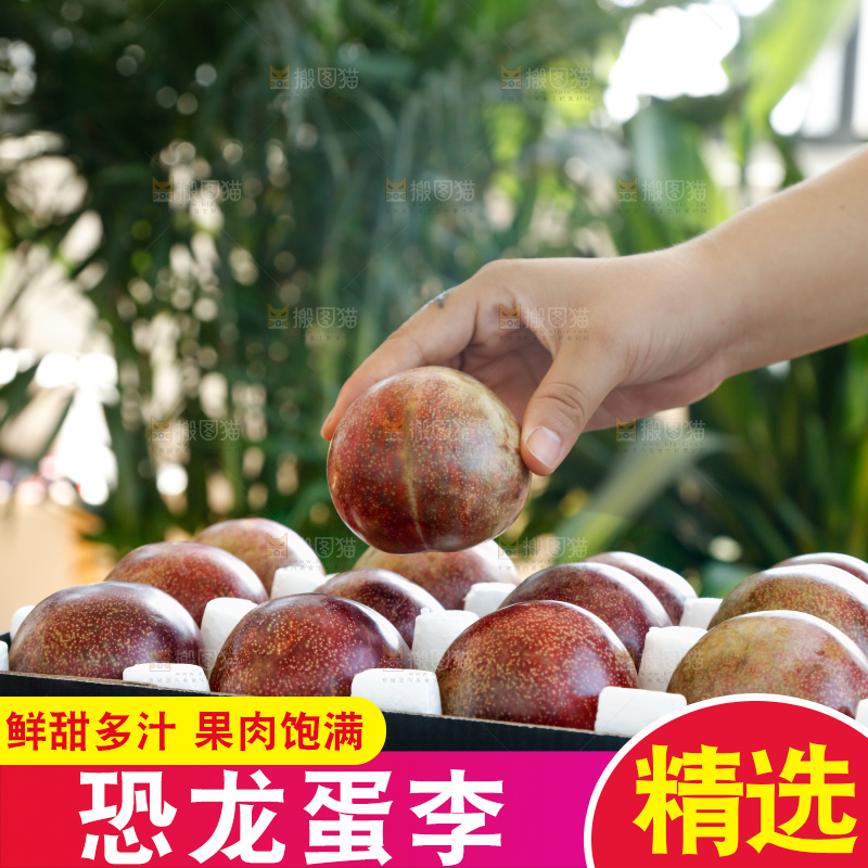 手里拿着恐龙蛋李