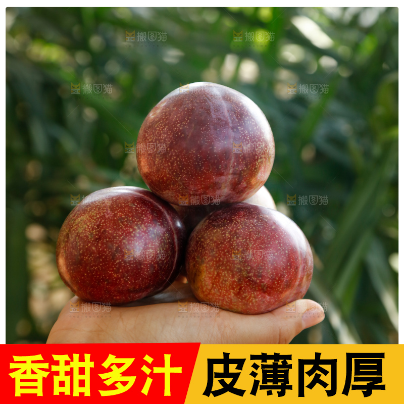 手里拿着恐龙蛋李