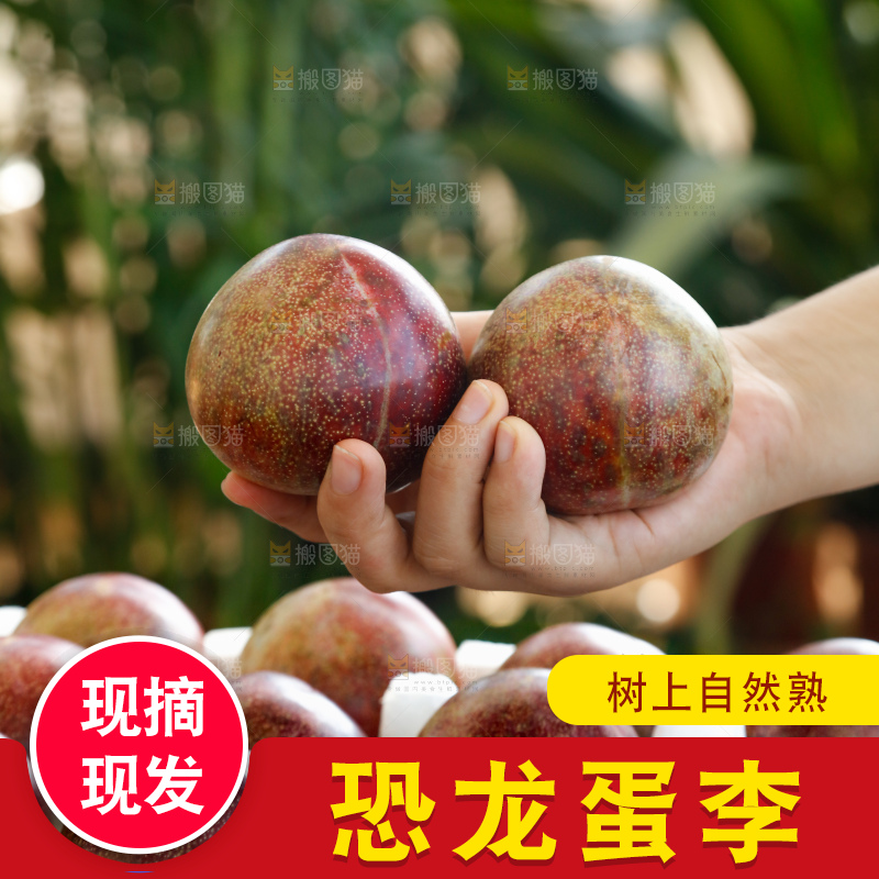 手里拿着恐龙蛋李