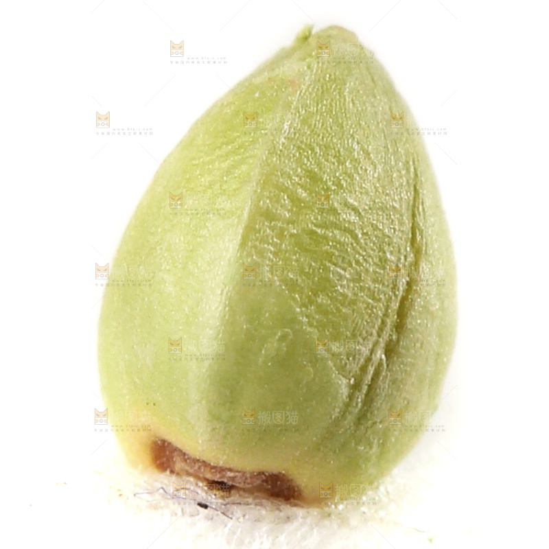 白底上荞麦米