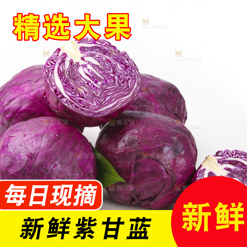 白底上的紫甘蓝