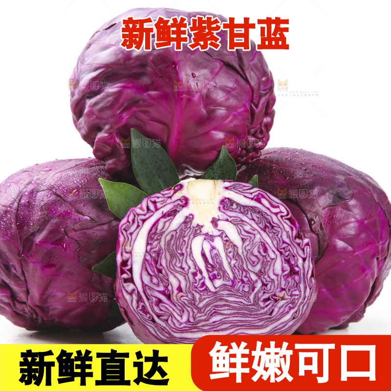 白底上的紫甘蓝