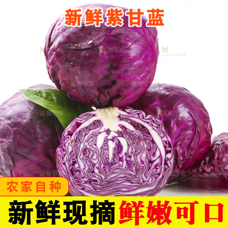 白底上的紫甘蓝