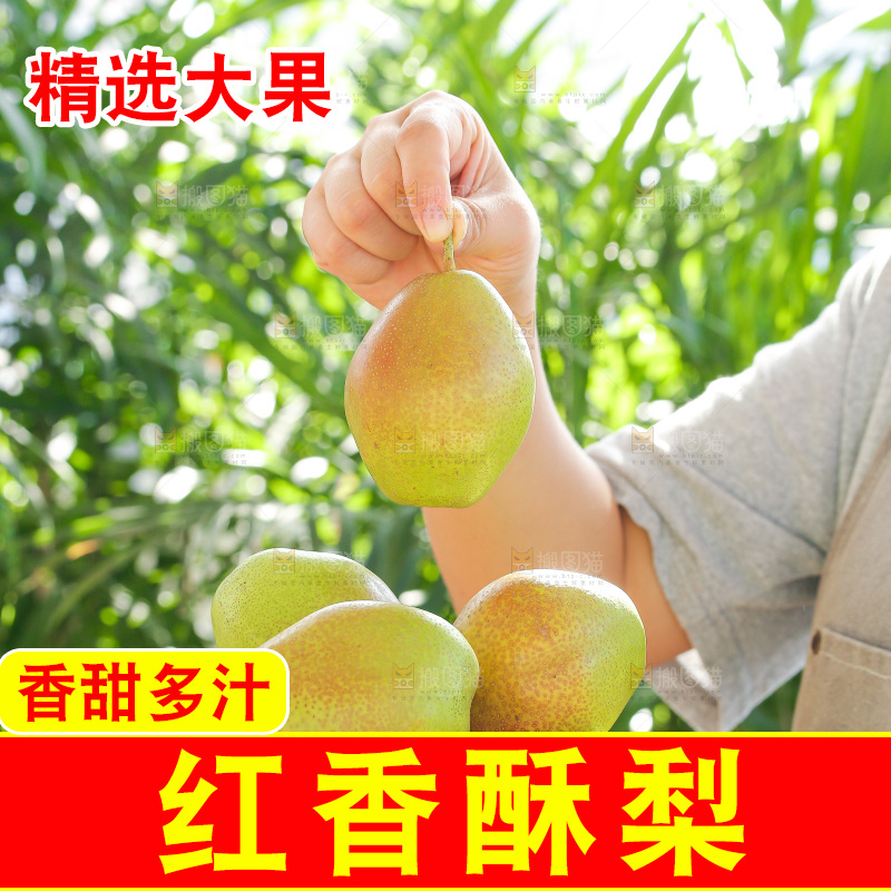 手里拿着红香酥梨