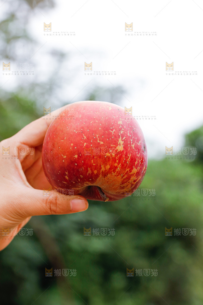 手里拿着丑苹果