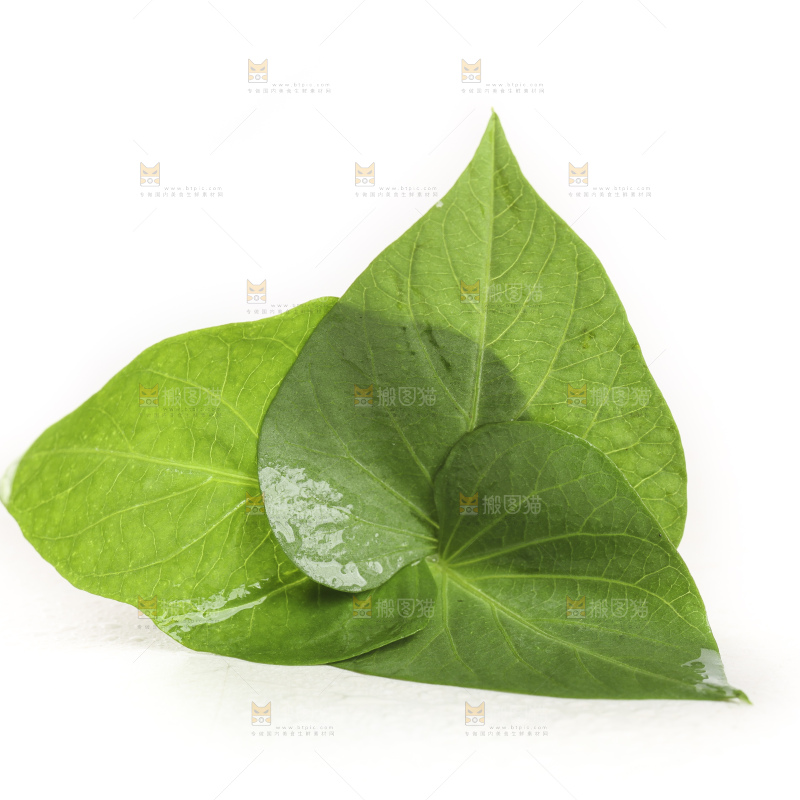 白底上的苕尖