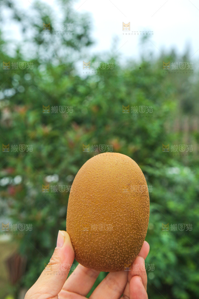 手里拿着佳沛奇异果