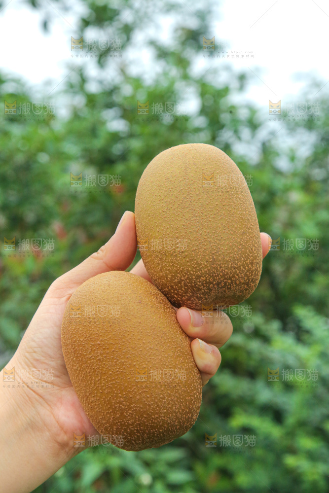 手里拿着佳沛奇异果