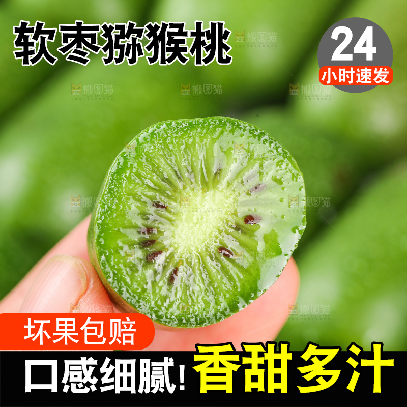 浅底上的软枣猕猴桃