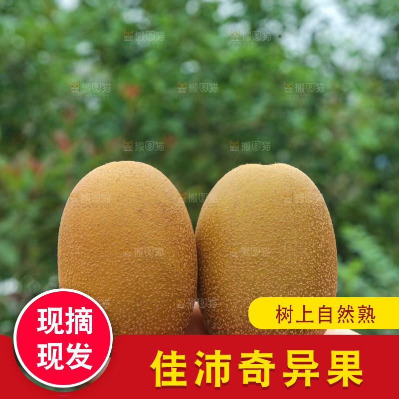 手里拿着佳沛奇异果