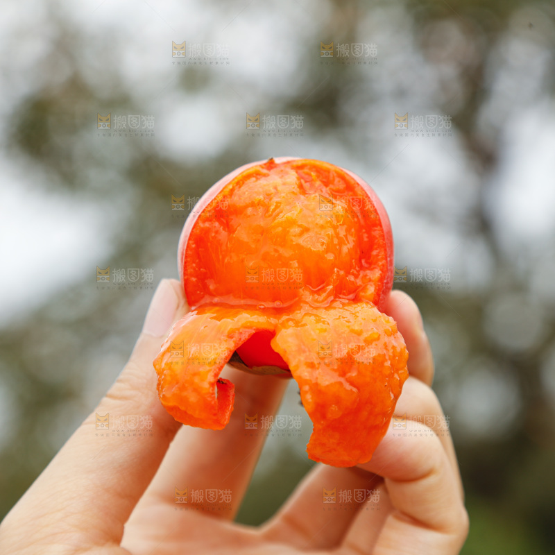 手里拿着珍珠蜜柿