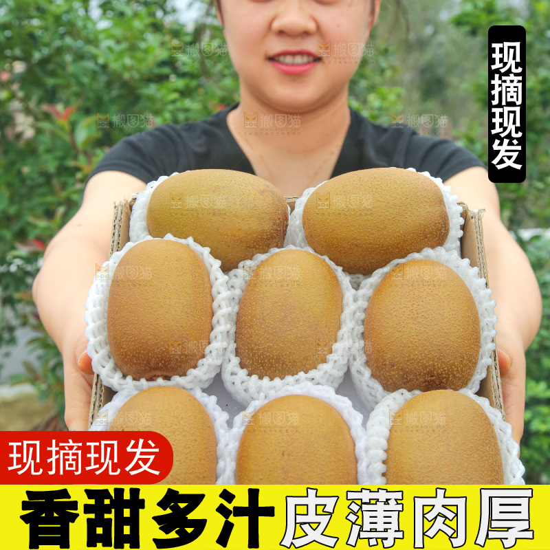 手里拿着佳沛奇异果