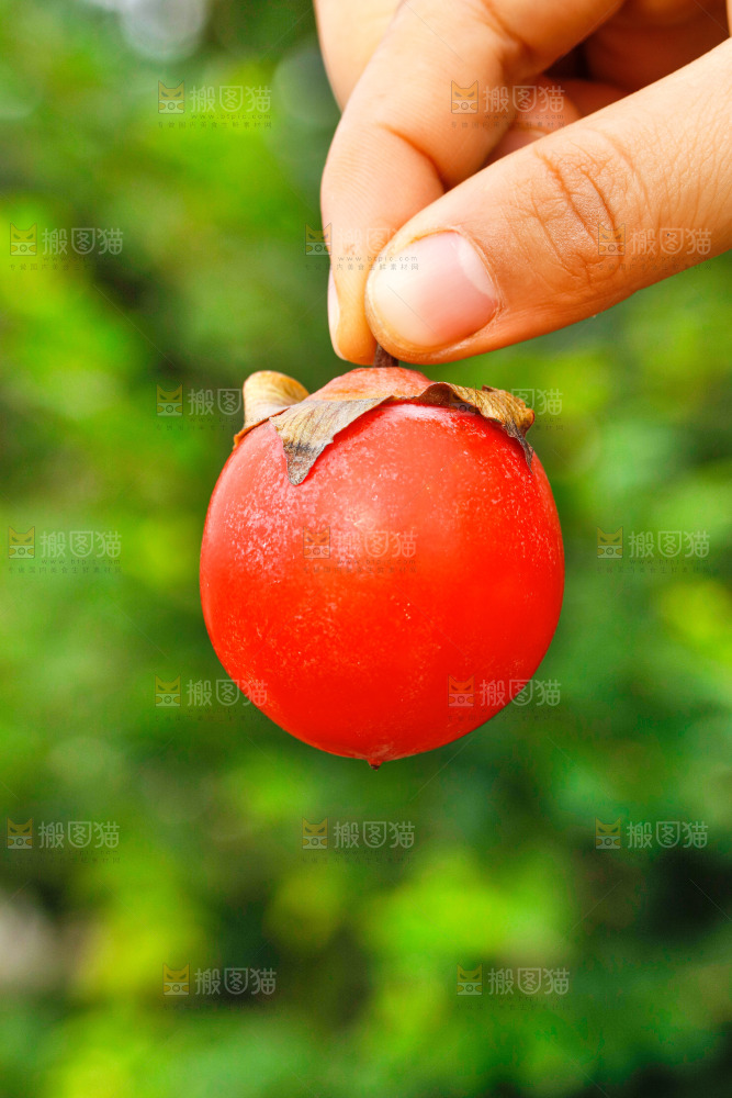 手里拿着蜜柿